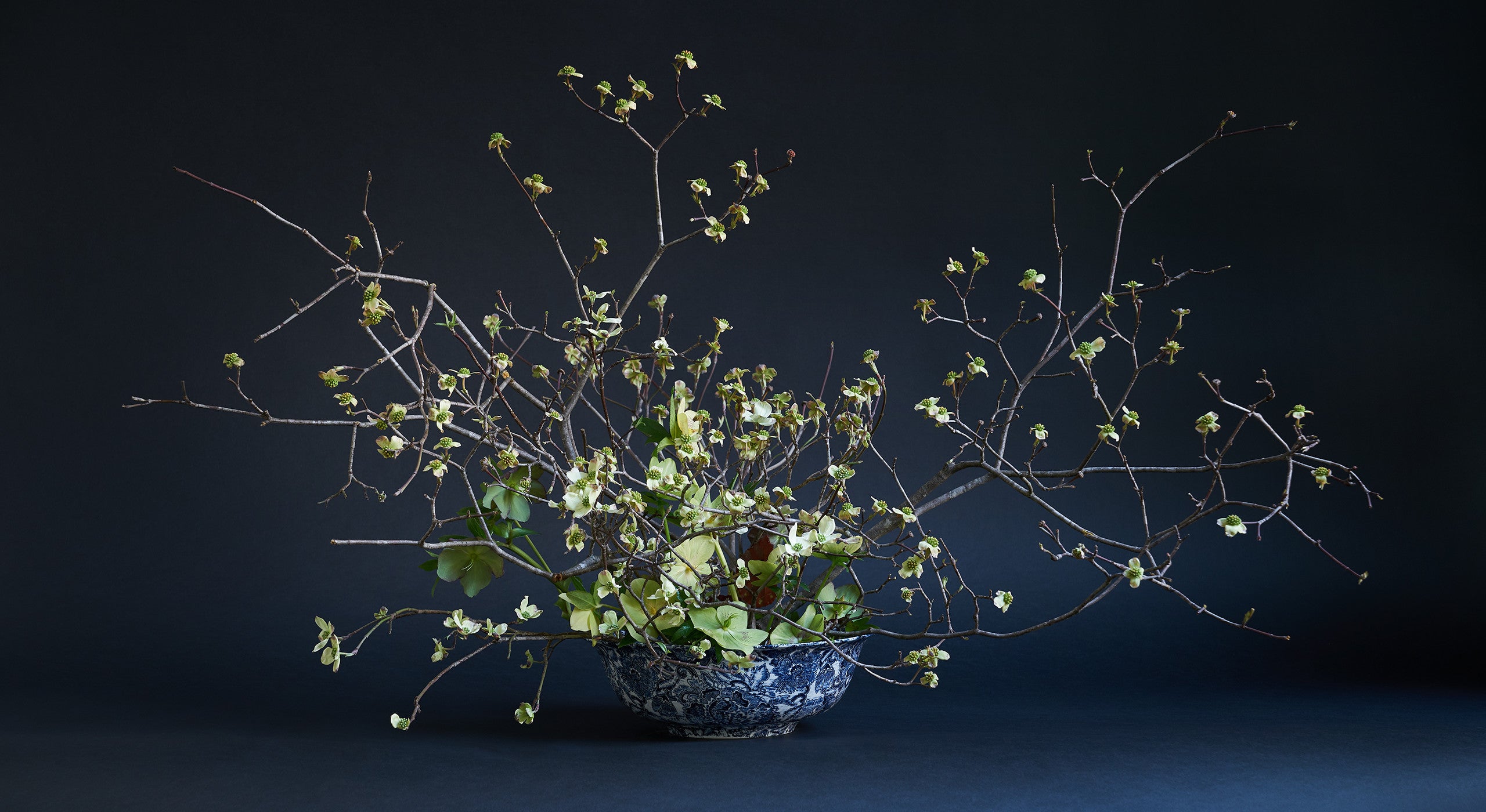&laquo; J&rsquo;adore travailler avec les branches, et le cornouiller &agrave; fleurs est l&rsquo;un des arbustes les plus &eacute;vocateurs en raison de sa forme et de ses contorsions. Dans cette composition, les tiges sont ins&eacute;r&eacute;es dans un pique-fleurs kenzan, c&rsquo;est une technique japonaise qui permet de laisser beaucoup d&rsquo;air entre les branches d&rsquo;un bouquet. On peut facilement le fixer au fond d&rsquo;une coupe avec un adh&eacute;sif sp&eacute;cial fleuriste que l&rsquo;on trouve dans le commerce et qui reste bien en place lorsque l&rsquo;on ajoute de l&rsquo;eau. L&rsquo;objectif est d&rsquo;exposer le superbe int&eacute;rieur de la coupe et de cr&eacute;er une impression d&rsquo;immersion. J&rsquo;ai ajout&eacute; une rose de Car&ecirc;me, la premi&egrave;re fleur &agrave; fleurir dans la neige avec le perce-neige. C&rsquo;est une fleur &agrave; cinq p&eacute;tales, mais qui a un lien direct avec la forme du cornouiller, et c&rsquo;est cette r&eacute;p&eacute;tition que je cherchais. Les seuls autres mat&eacute;riaux de cette composition sont des feuilles de b&eacute;gonia. Je les ai surtout dispos&eacute;es en arri&egrave;re-plan pour le plaisir de ceux qui voient ce bouquet depuis l&rsquo;arri&egrave;re. &raquo;