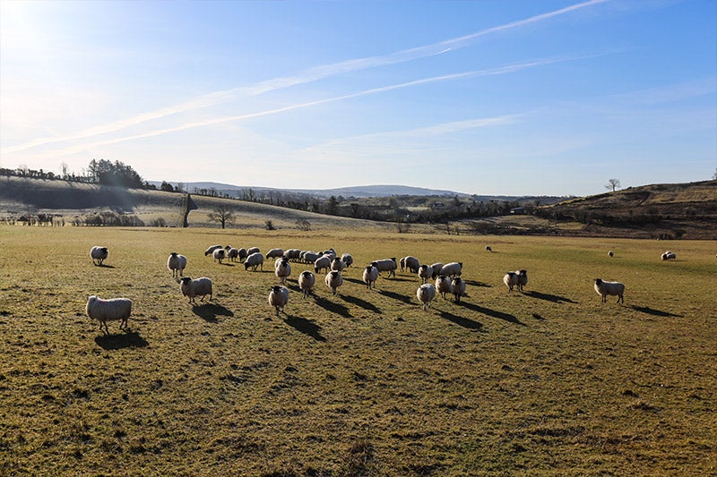 Images de la filature Magee et de Donegal, en Irlande